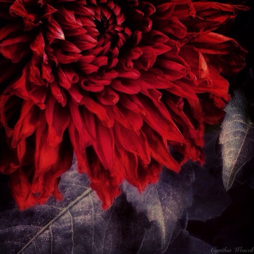 “Death of a Dahlia”. Original photography/art on canvas.